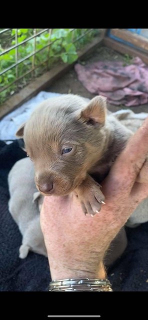 silver kelpie pups for sale